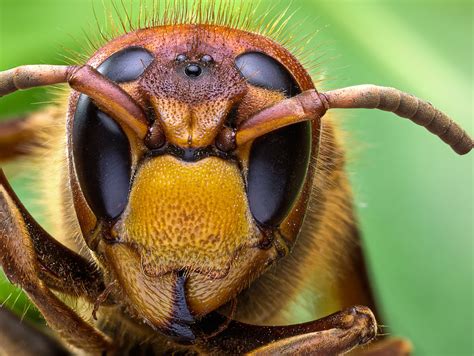 WASP .